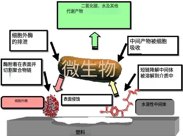 生物降解塑料從完整薄膜到最終降解的機(jī)理示意圖